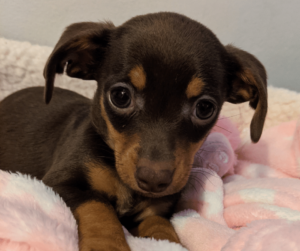 Penny the puppy has been a great help to Rachael during lockdown